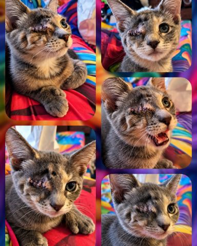 Cute tabby named Mitten