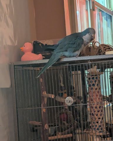 Cute Quaker parrot named pixie