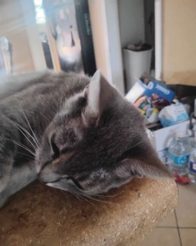 Cute cat named Bell