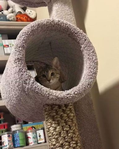Cute cat named warrior