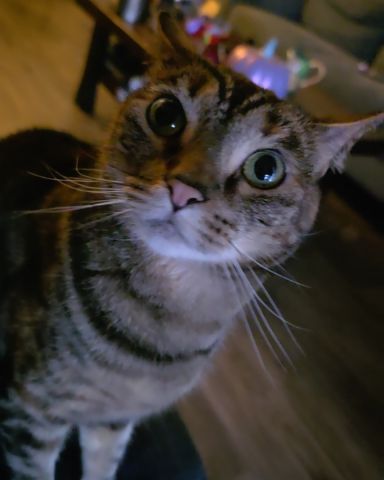 Cute Brown Tabby named Minerva (Minnie)