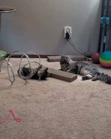 Cute Grey cat named marceline