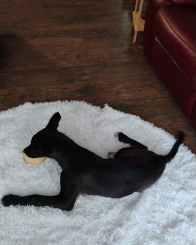 Cute German Shepard Mix named Onyx