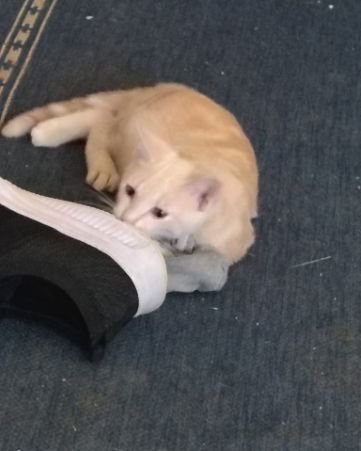 Cute orange kitty named Aphrodite