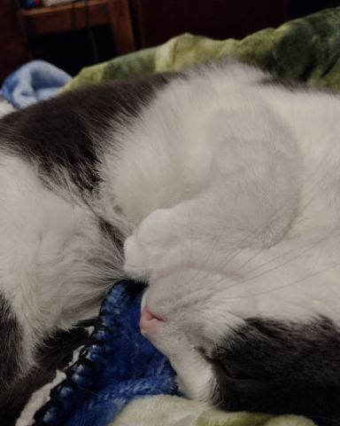 Cute American Shorthair named Cloudfur