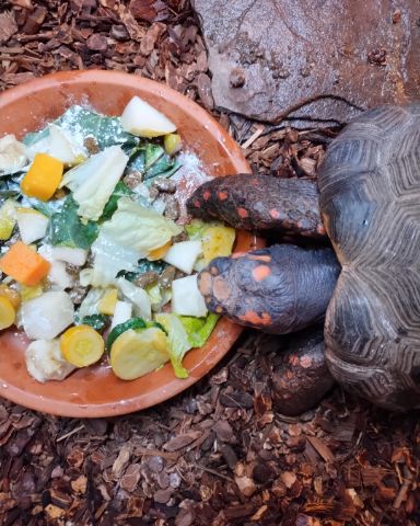 Cute Redfoot Tortoise named Robert