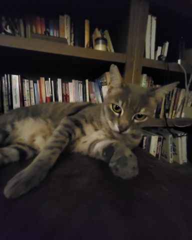 Cute Tabby named Jack