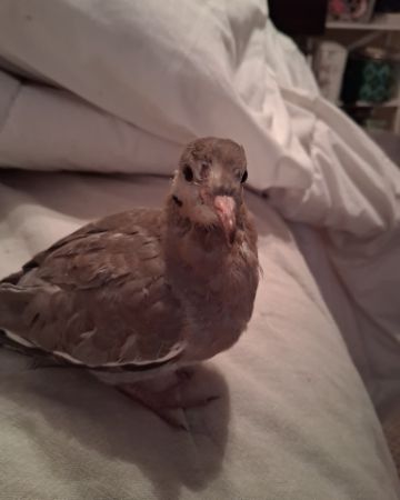 Cute white tipped dove named Derek