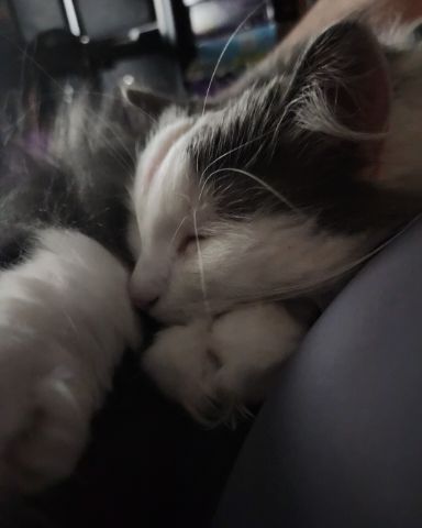 Cute cat named Twinkie