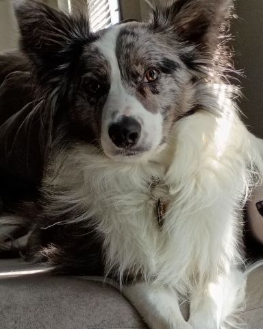 Cute border collie named fenrir