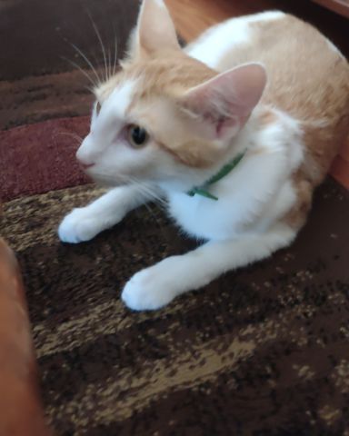 Cute Tabby and calico named runt , abbey jr. ,and peanut butter cup