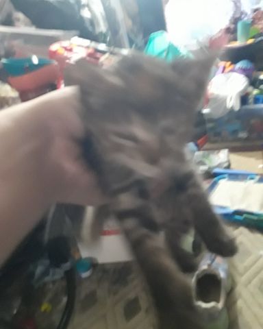 Cute calico tabby named kitty