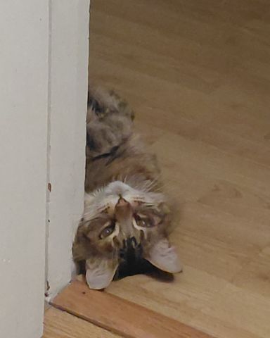 Cute Norwegian Forest Cat named Hot Tamale/Mollie