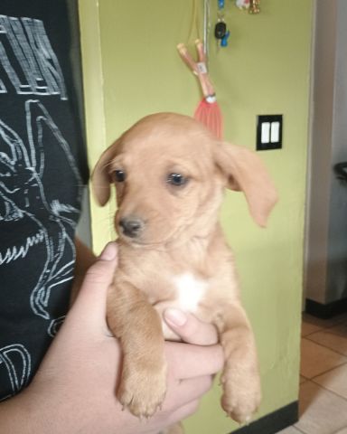 Cute Chihuahua mix named Homer