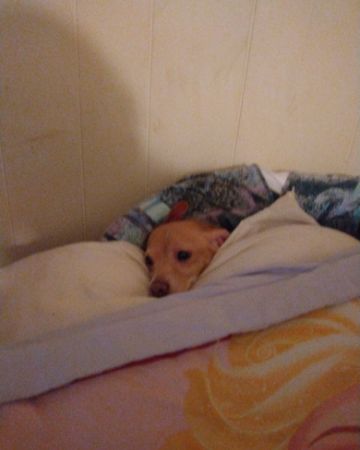 Cute dog named Sammy
