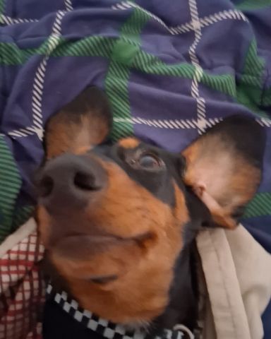 Cute dachshund named maximus