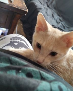 Cute orange kitty named Aphrodite