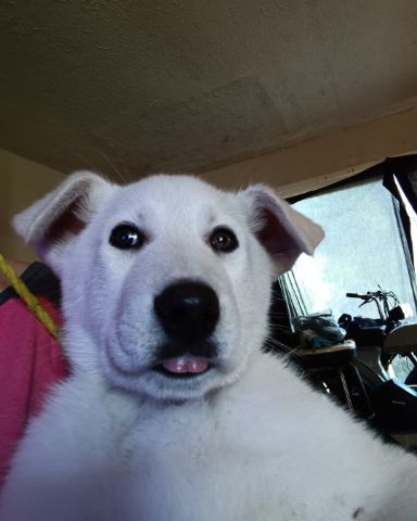 Cute German Shepard and Siberian Husky mix named Elthon John