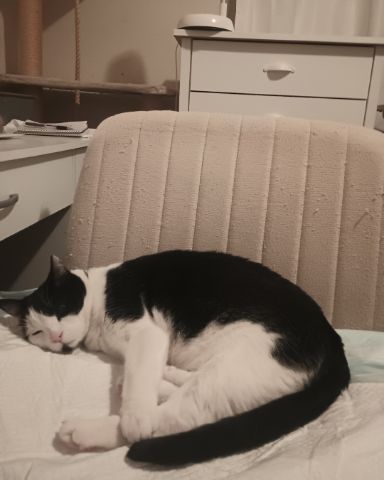 Cute cat named Zeke