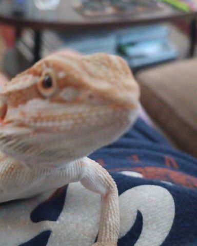 Cute bearded dragon 🐉 named chip