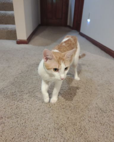 Cute Tabby and calico named runt , abbey jr. ,and peanut butter cup