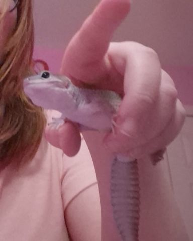 Cute blizzard lepord gecko named crystal