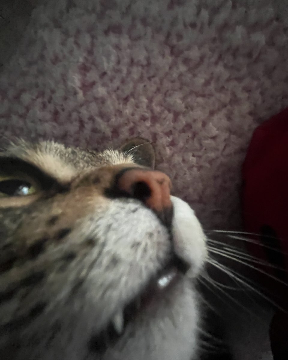 Cute cat named Airella