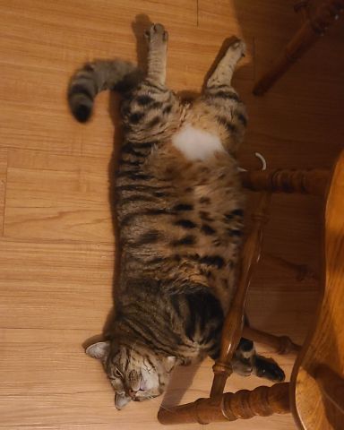 Cute Brown Tabby Cat named Meatball