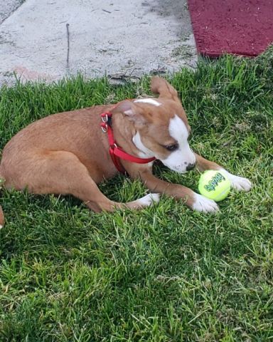 Cute dog named Max