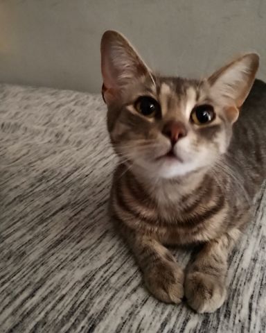 Cute baby Maine Coon named bella