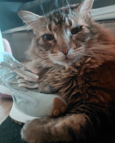 Cute Norwegian Forest Cat named Hot Tamale/Mollie