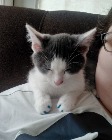 Cute American Shorthair named Cloudfur