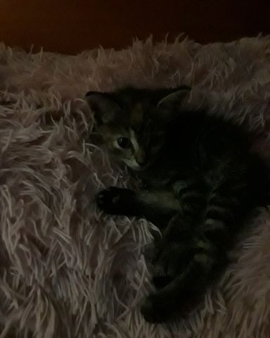 Cute calico tabby named kitty
