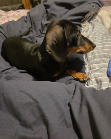 Cute mini dachshund named Angus