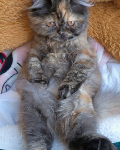 Cute Persian calico named Zelda