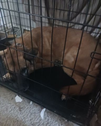 Cute Bull massif German shepherd mix named Thor da goober