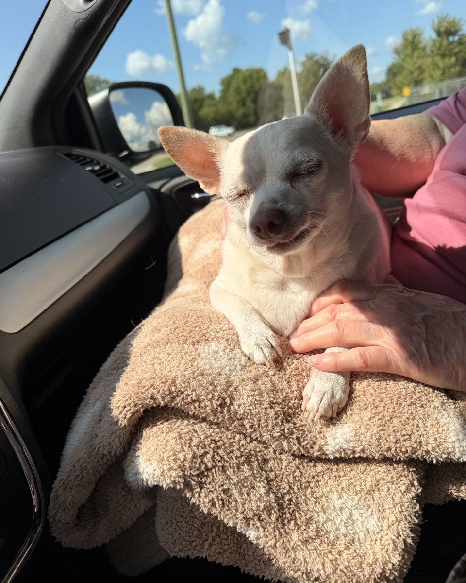 Cute Chihuahua named Happy Feet