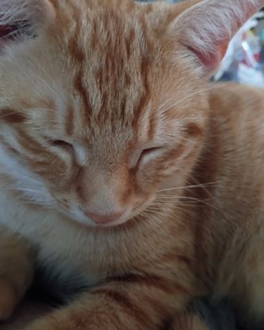 Cute cat named Brucey Jo