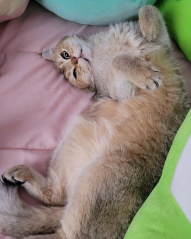 Cute Scottish named foxy
