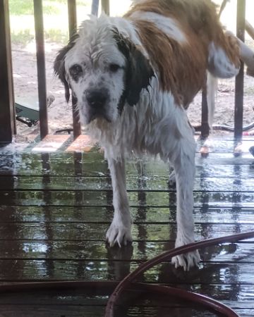 Cute St. Bernard named Winter