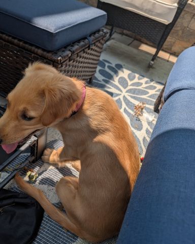 Cute Golden retriever named Ember