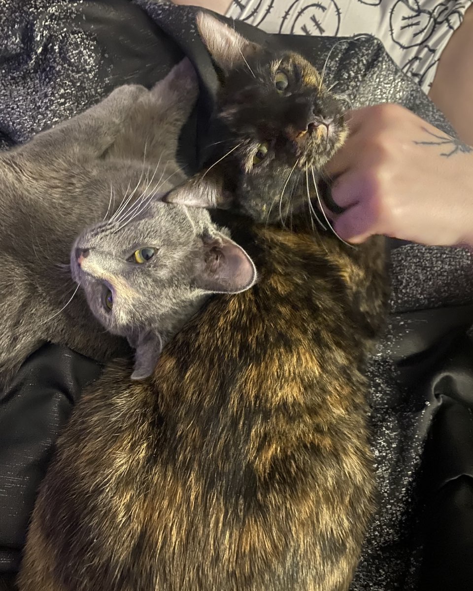 Cute Diluted tortoise shell named Shiro 🖤