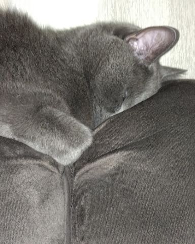 Cute cat named Marshall Geoffrey