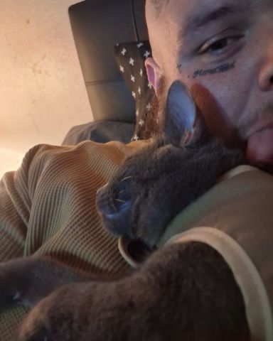 Cute Russian blue named Biscuits