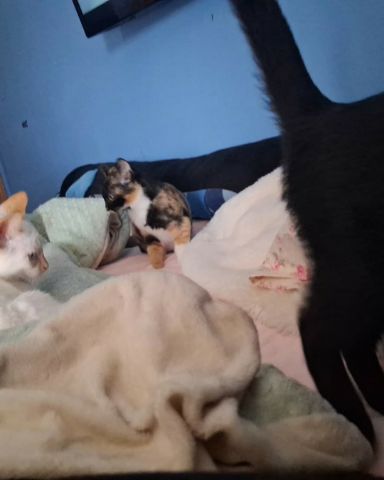 Cute flame point domestic short hair named Marshall