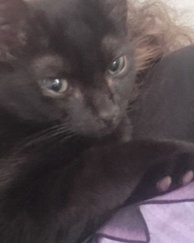Cute black cat named Toothless