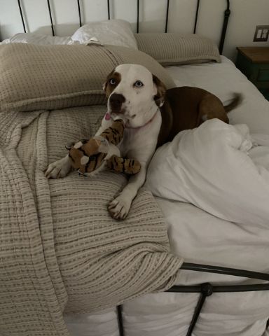Cute Australian shepherd pit bull mix named Daisy