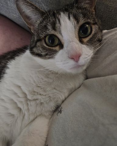 Cute brown tabby named Miss Bit