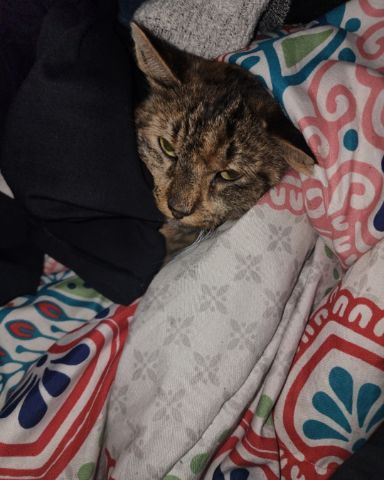 Cute cat named Buttercup