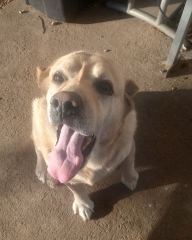 Cute dog named buddy